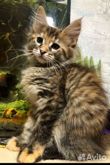 Котята мейн-кун