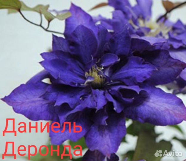 Саженцы клематиса