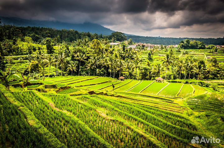 Тур на Бали / Рисовые Террасы/ Храм Батукару