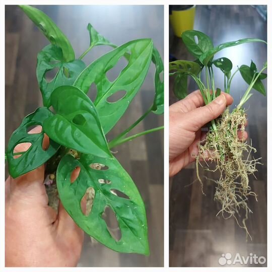 Эпипремнум вайт марбл,сциндапсусы