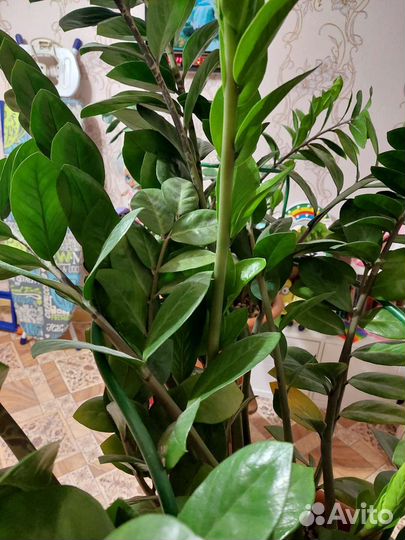 Замиокулькас