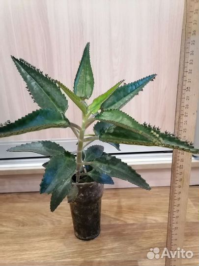 Каланхоэ Дегремона (лечебное)