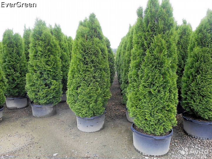 Туи колумна