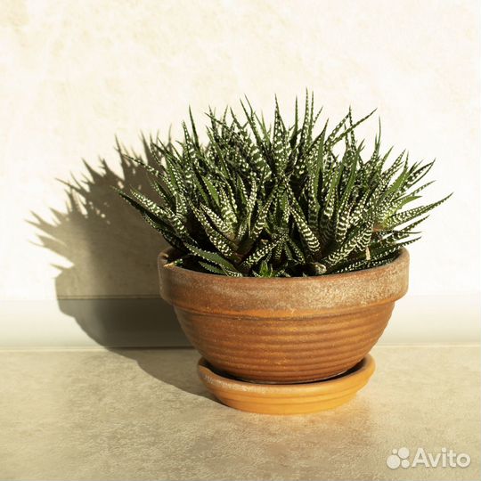 Суккулент Хавортия Полосатая / Haworthia Fasciata