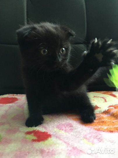 Котята черные вислоухие