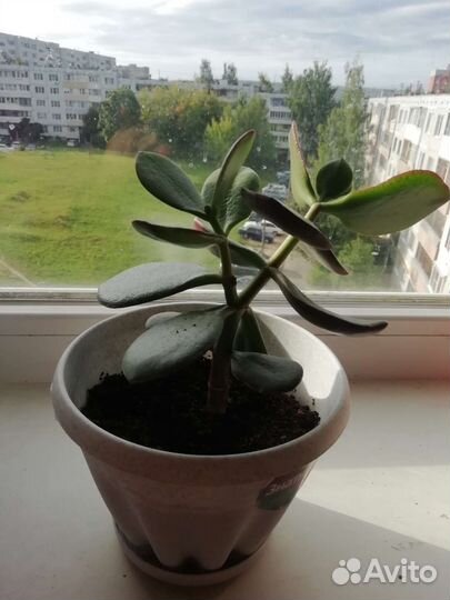 Денежное дерево толстянка