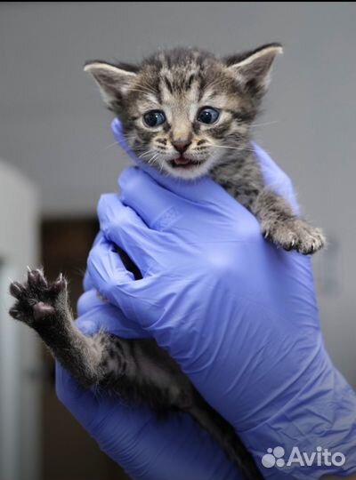 Котенок девочка 1,5 месяца