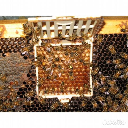 Клеточка-инкубатор Scalvini для борьбы с клещом Ва