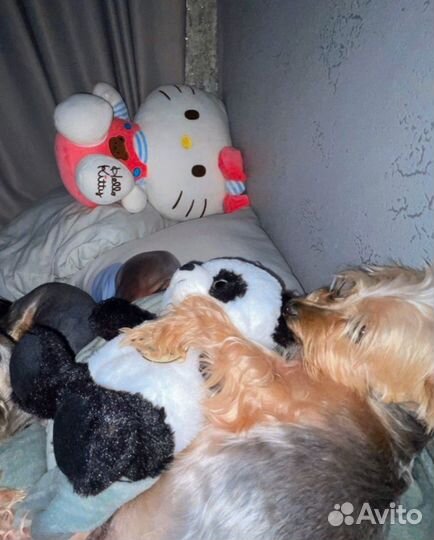 Йоркширский терьер