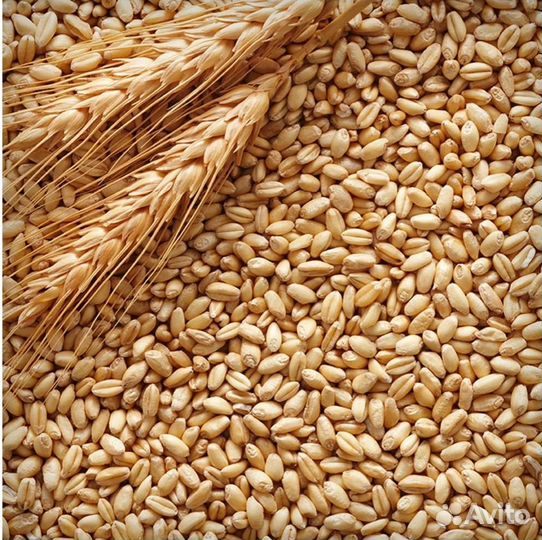 Зерно пшеница сухая