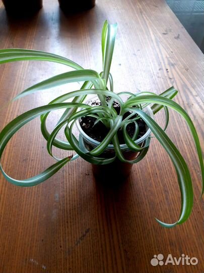 Хлорофитум кудрявый вариегатный