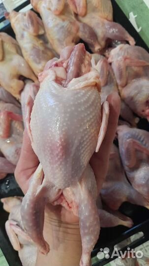 Техасский перепел