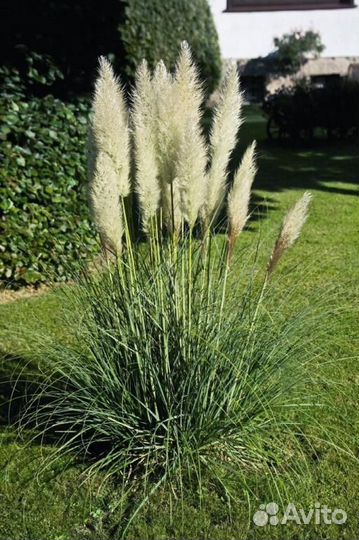Пампасная трава Садовый дачный декор (Кортадерия)