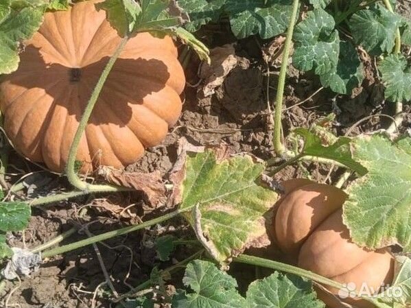 Тыква Мускат Праванс