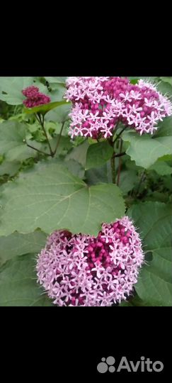 Клеродендрум бунге