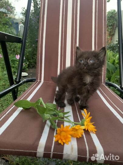 Помогите найти дом котятам