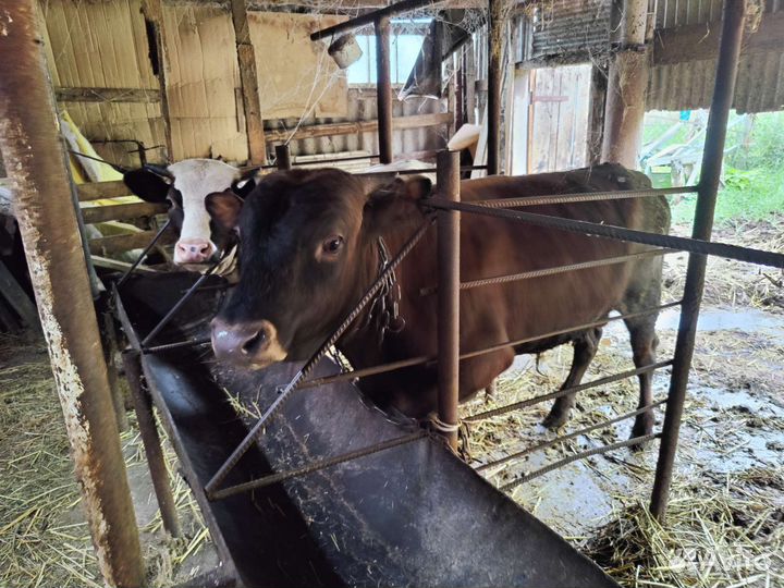 Бычок и тёлка