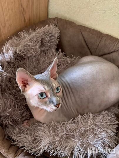 Вязка сфинкс