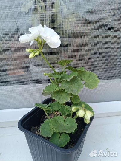 Пеларгония герань