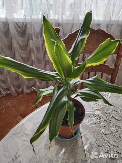 Пальма Юкка