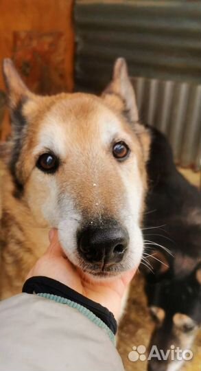 Спасите старичка из приюта