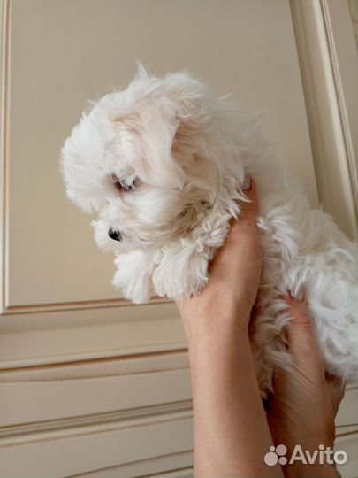 Мальтийская болонка мальчик