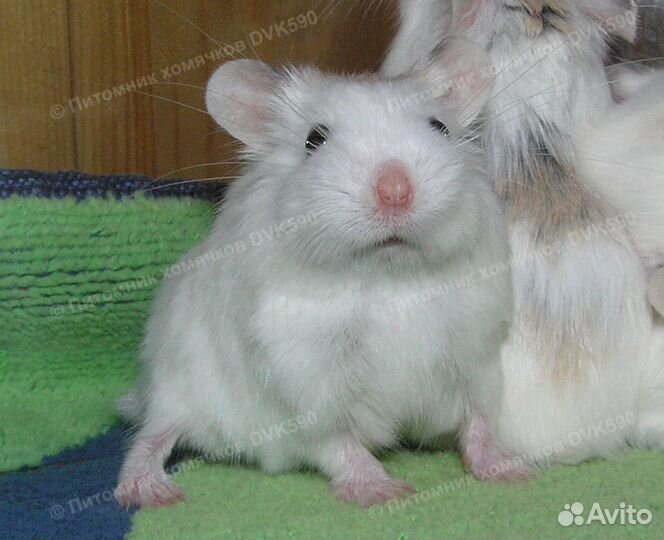 Беленький хомячок, питомник