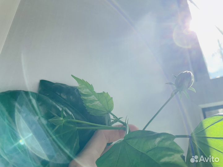 Гибискус китайская роза