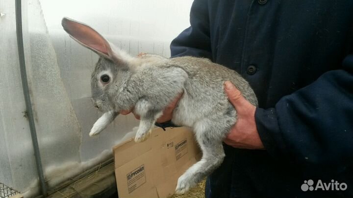 Продаются половозрелые крольчихи и крол шиншиллы