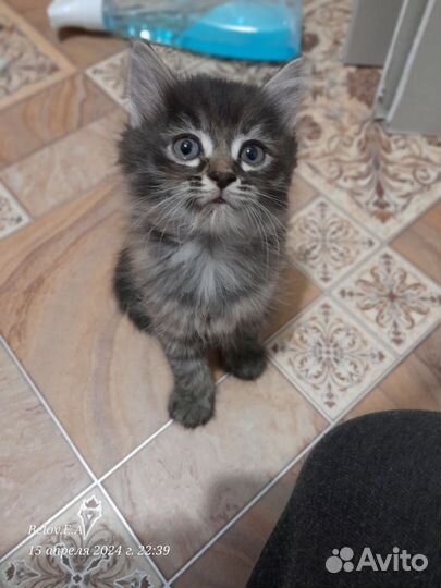 Ангорская кошка