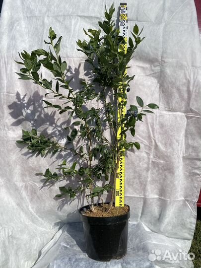 Саженцы голубики от 6 месяцев до 7 лет оптом