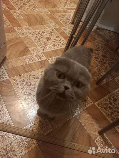 Кошка в добрые руки