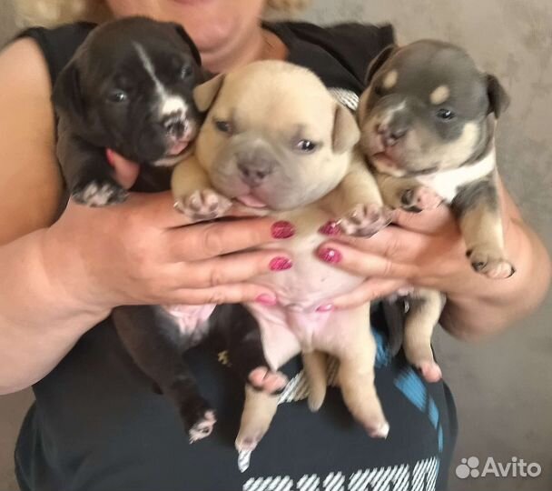 Девочка Американский Булли