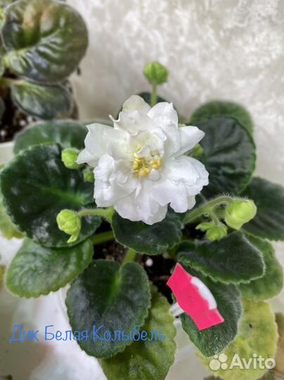 Фиалки. Милые наборчики деток