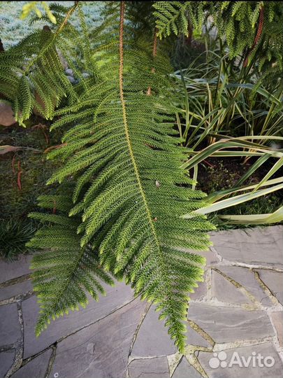 Гималайские кедровые шишки, шишки, хвоя, магнолия