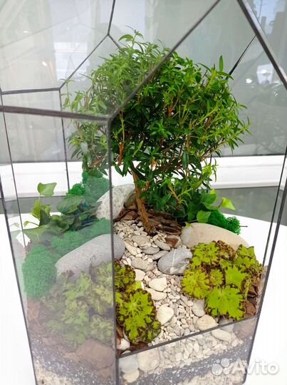 Флорариум