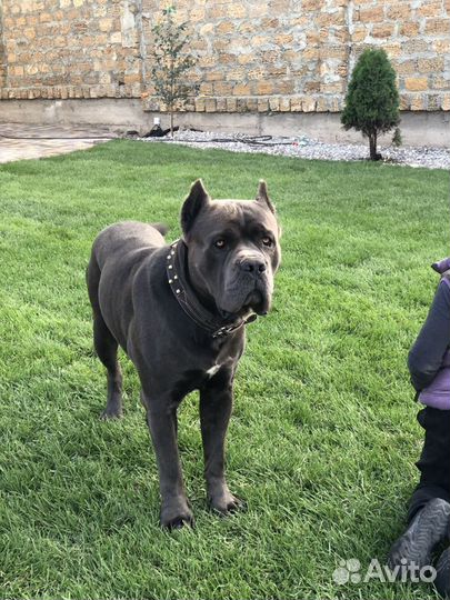 Кане Корсо вязка