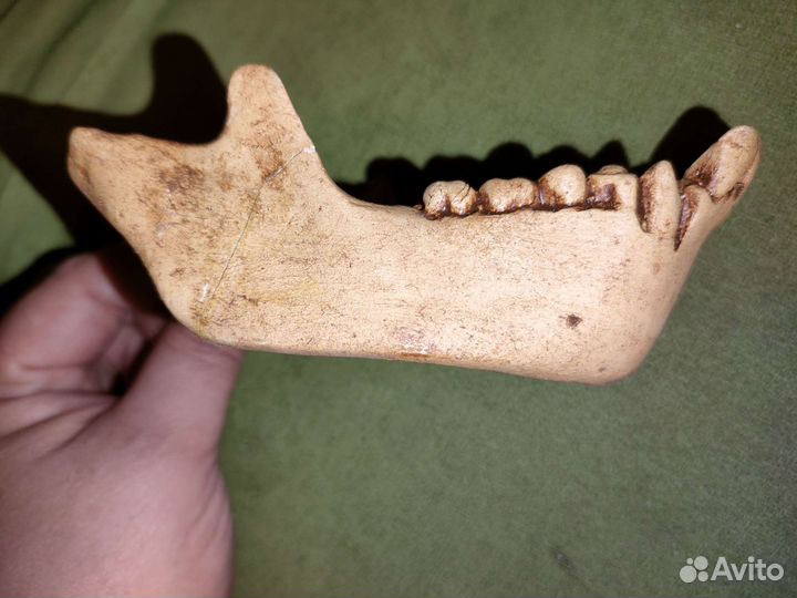 Челюсть макет