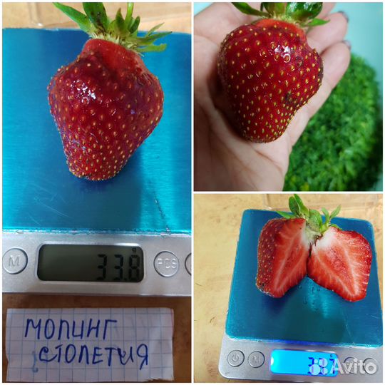 Клубника сортовая