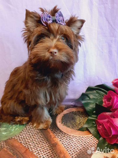 Шоколадный мальчик