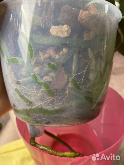 Орхидея фаленопсис