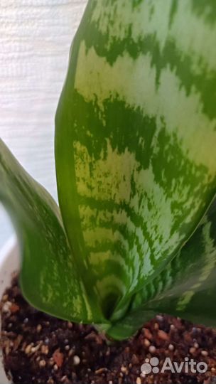 Сансевиерия Eva (Ева)