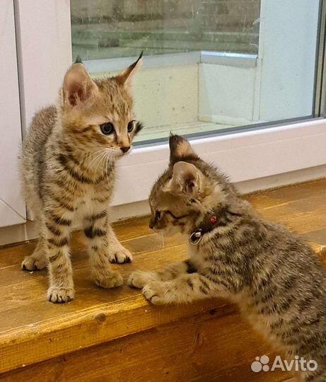 Кошка чаузи