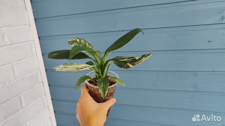 Спатифиллум канифоль