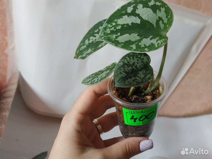 Сциндапсусы, эпипремнумы, сортовые