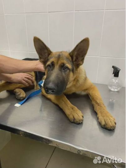 Частный ветеринар на выезд. Работаю круглосуточно