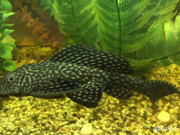 Аквариум с тумбой 200 литров