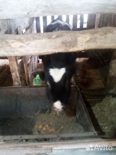 Бычки на откорм