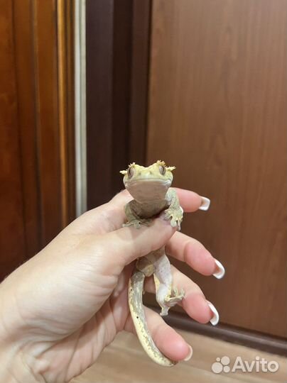 Бананоед