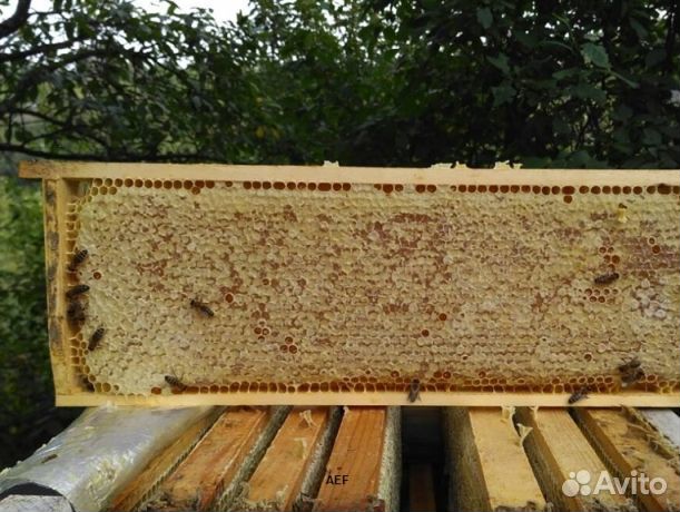 Мёд 24 года натуральный опт